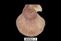 藏品(日本海扇蛤)的圖片